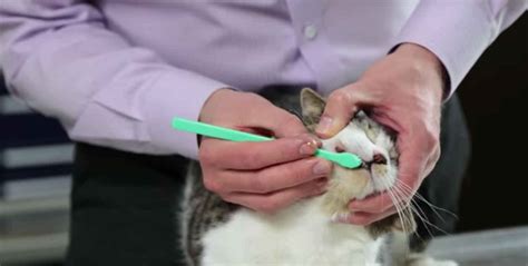What Are Some Tips On Brushing A Cats Teeth Healthcare For Pets