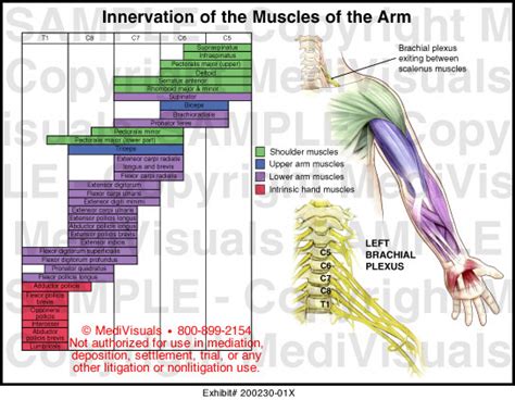 Innervation Of The Muscles Of The Arm Medical Illustration Medivisuals