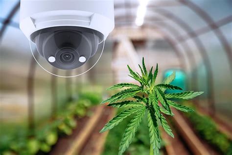 New Age Artificial Intelligence For Cannabis Production