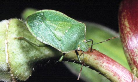Southern Green Stink Bug Nezara Viridula Linnaeus