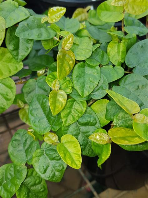 Creeping Fig Ficus Pumila Plants