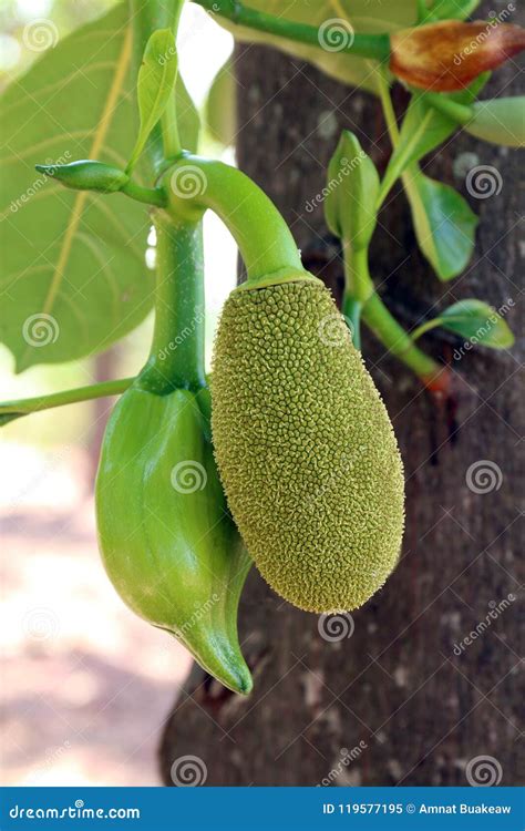 Jackfruit Small Jackfruit On Jackfruit Tree Stock Image Image Of