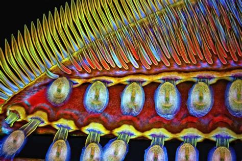 30 Images Of Life Under A Microscope Microscopic Photography Things
