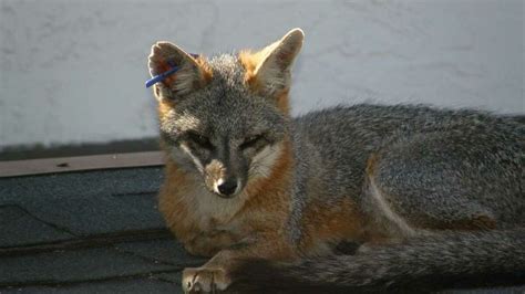 If Youve Been Seeing Adorable Gray Fox Pups Around The Bay Area Lately