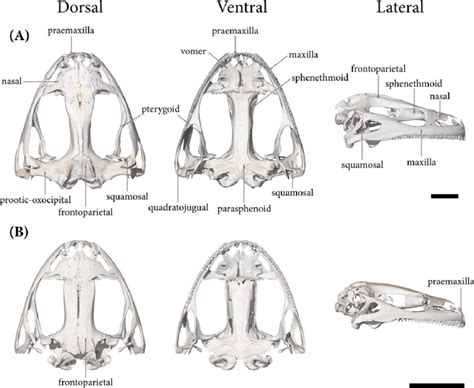 Dorsal And Ventral View Of The Skull Of Frog