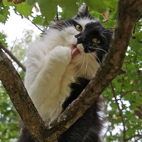 30 Pics Of Birds That Just Happen To Look Like Cats Bored Panda