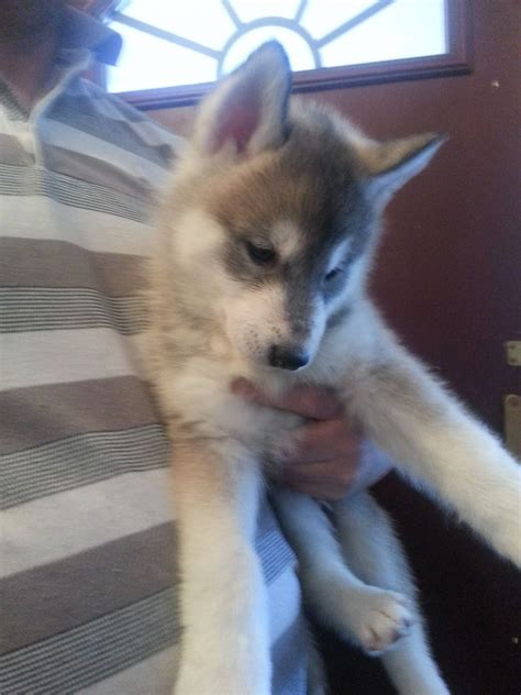 We want a husky puppy but i don't know how much do they cost. Husky puppies for sale | Dagenham, Essex | Pets4Homes