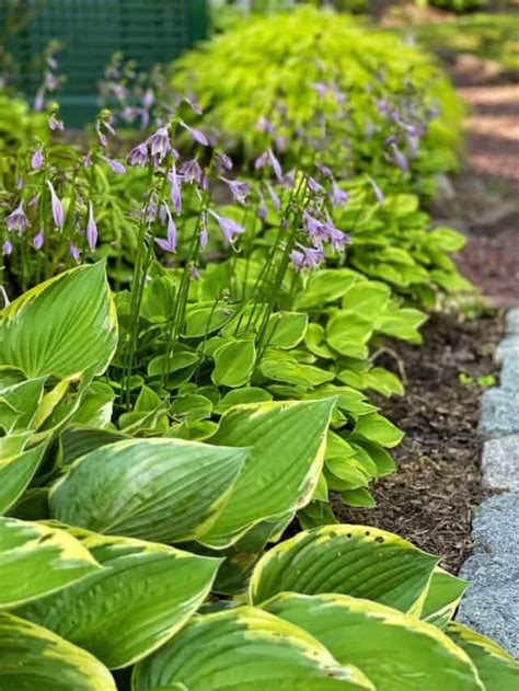 Best Companion Plants For Hostas Stacy Ling