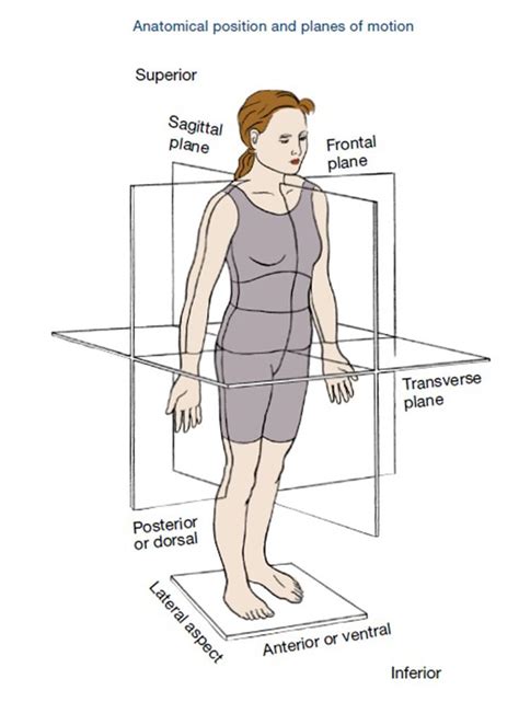 The Planes Of Motion Explained Sagittal Plane Physical Therapy