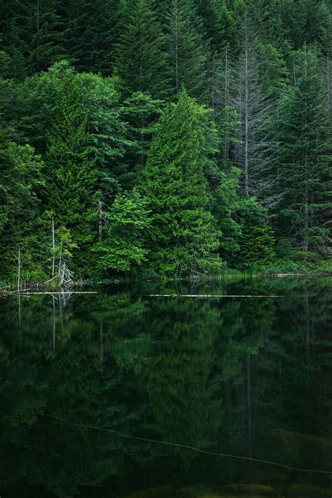 Green Trees Reflection Body Water Daytime Nature Woods Forest