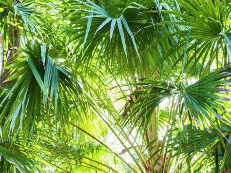 Green Palm Trees Stock Photo Dissolve