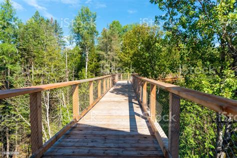 Wooden Elevated Boardwalk In The Laurentian Boreal Forest Quebec Canada