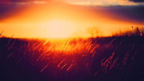 Grass Sunset Golden Hour Nature Wallpapers Hd Desktop And Mobile