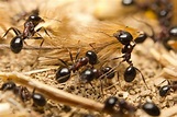 “La Península Ibérica tiene casi 300 especies de hormigas, la mitad de ...