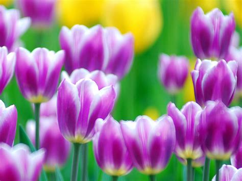 Purple Tulips Flowers Wallpapers ~ Desktop Wallpaper