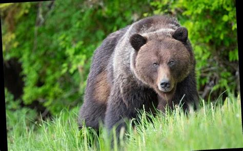 Grizzly Bear Attacks Mountain Biker In Montana Authorities Fashion