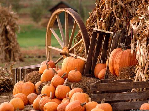 Autumn Harvest Wallpapers Top Free Autumn Harvest Backgrounds