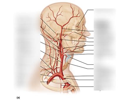 Lab 3 Arteries Of Head Neck And Brain Diagram Quizlet