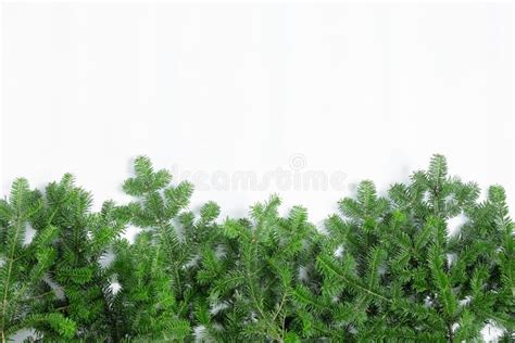 Branches Of A Green Christmas Tree On A White Background Stock Photo