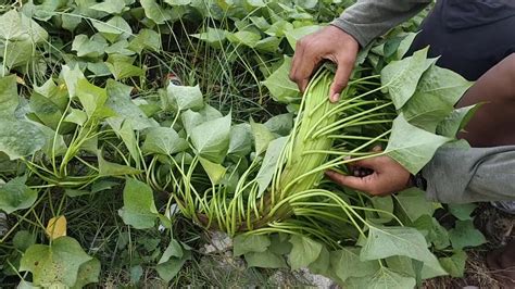 Sayur Daun Ubi Jalar Unik Youtube