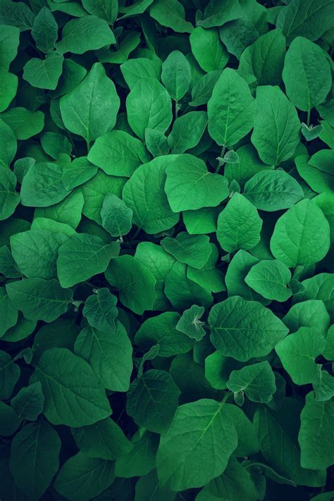 Green Pictures Hd Download Free Images On Unsplash