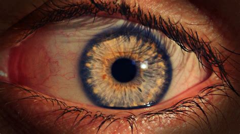 Closeup View Of Eyelashes Yellow Black Iris Evil Eye Hd Evil Eye