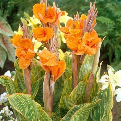 Van Zyverden Cannas Pretoria Bulbs 5 Set 83450 The Home Depot