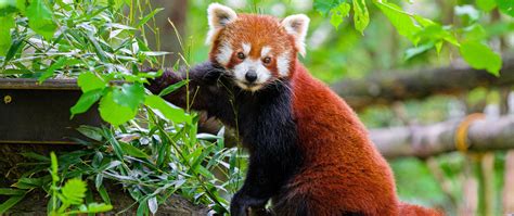 Download Wallpaper 2560x1080 Red Panda Tree Bark Leaves Animal Dual