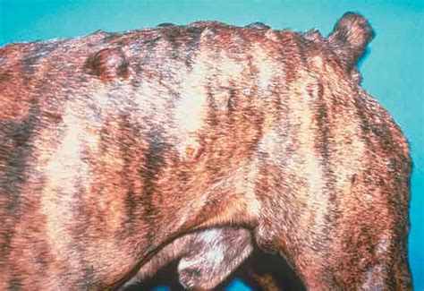 2022 Guide To Dog Lumps On Skin Pictures Diagnosis And Treatment