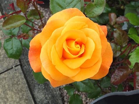 Rose Precious Amber Floribunda Order Online From Ashwood Nurseries