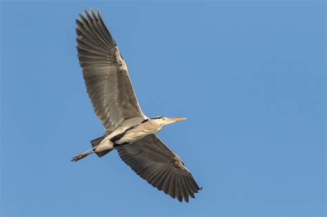 Fotos Gratis Naturaleza Observación De Aves Fotografía Salvaje