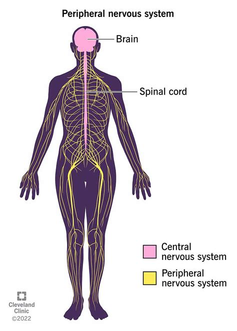 Peripheral Nervous System Pns What It Is And Function