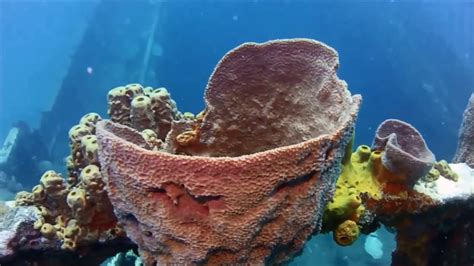 Explore The Colorful Reefs Of St Lucia Youtube