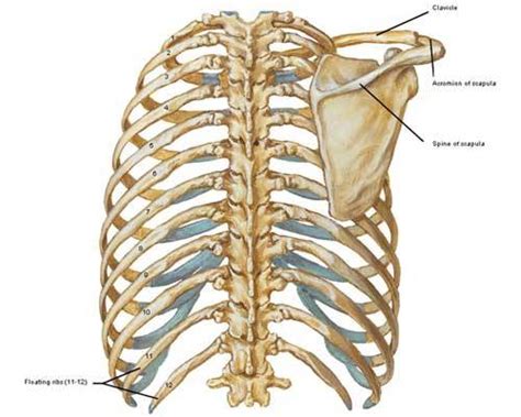 Anatomy Lesson 10 “jamies Back” Outlander Anatomy