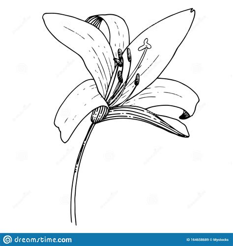 Vector Lily Floral Botanical Flower Black And White Engraved Ink Art