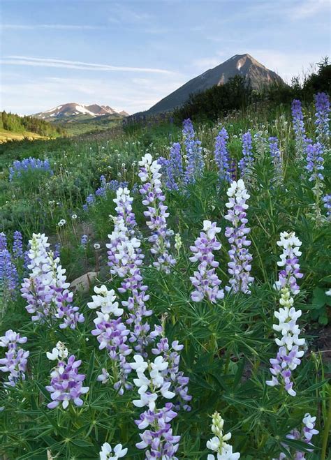 Early Morning Lupine Mountain Portrait By Cascade Colors Mountain