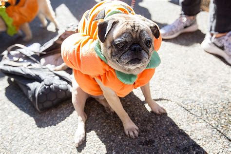 Tompkins Square Halloween Dog Parade Returned To East River Park Pics