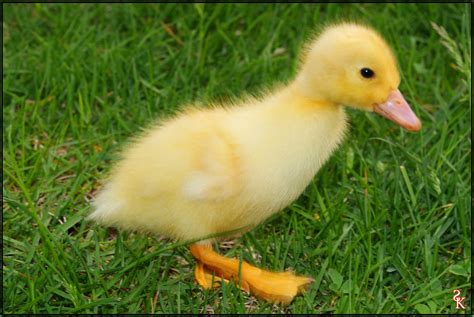 Yellow Duck 0281a Yellow Duck Facebook Satheesh Kumar Flickr