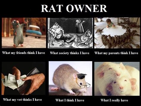 Top 45 Most Funniest Rat Quotes Funny Rats Baby Rats Cute Rats