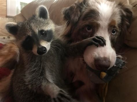 Weve Been Raising A Baby Raccoon And Its Become Our Dogs Best Friend
