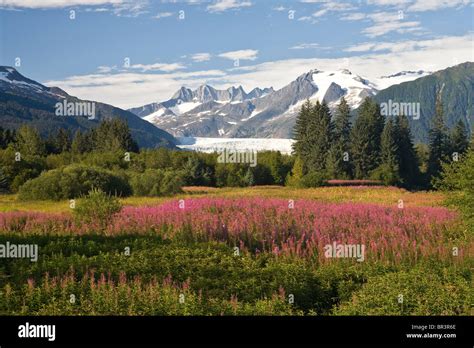 View Of Flowers And Mountains Near Juneau Alaska Stock Photo Alamy