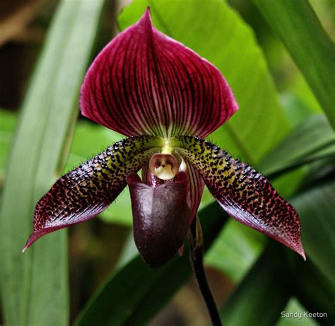 Ladys Slipper Orchid By Sandy Keeton Redbubble