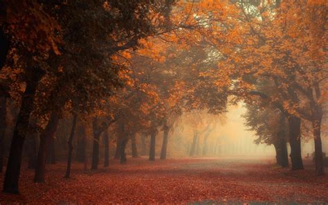 Fog Tree Forest Autumn Nature Beauty Mist Landscape