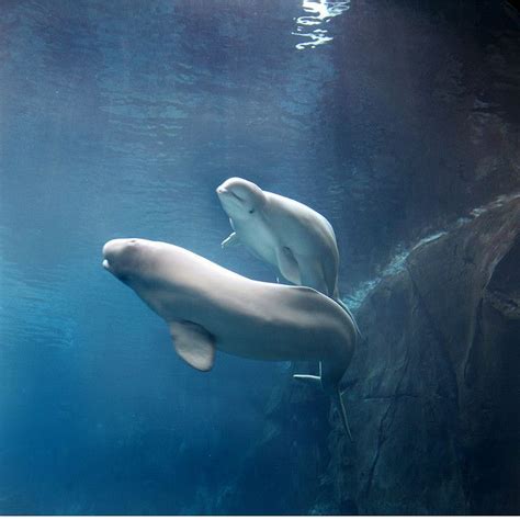 Beluga Whales Beautiful Sea Creatures Ocean Creatures Whale