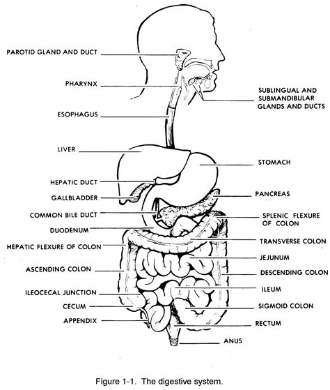Schematic Diagram Of The Digestive System