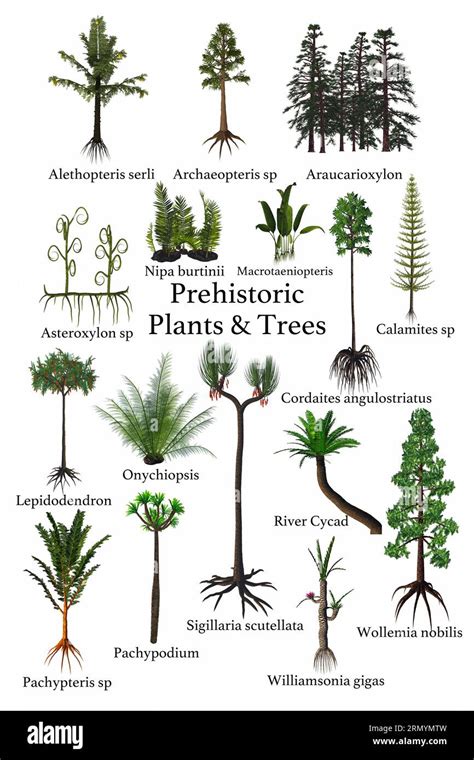 Prehistoric Plants And Tree A Collection Of Plants Trees Ferns That