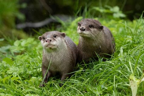 Cute Otter Couple Arrive At Edinburgh Zoo Edinburgh Live