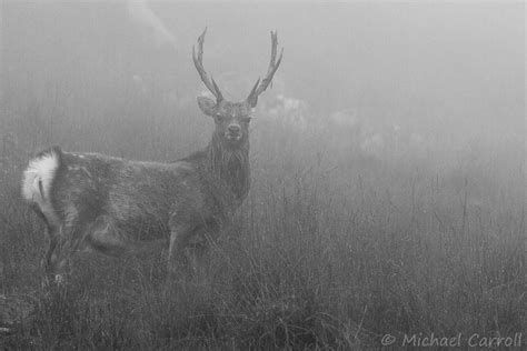 Sika In The Mist Mists Deer Deer Stags
