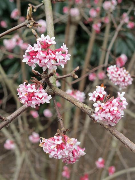 Top 10 Pretty Flowers And Shrubs For Winter Top Inspired