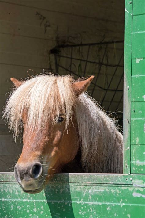 9 Facts About The Shetland Pony You Might Not Know